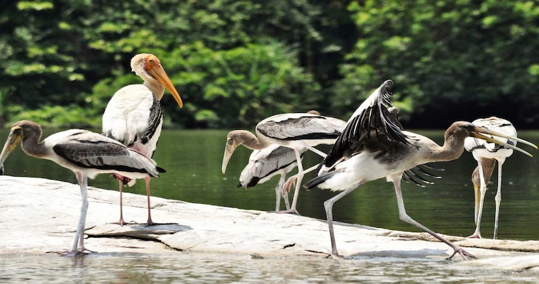 Wildlife sanctuaries and National parks of Meghalaya